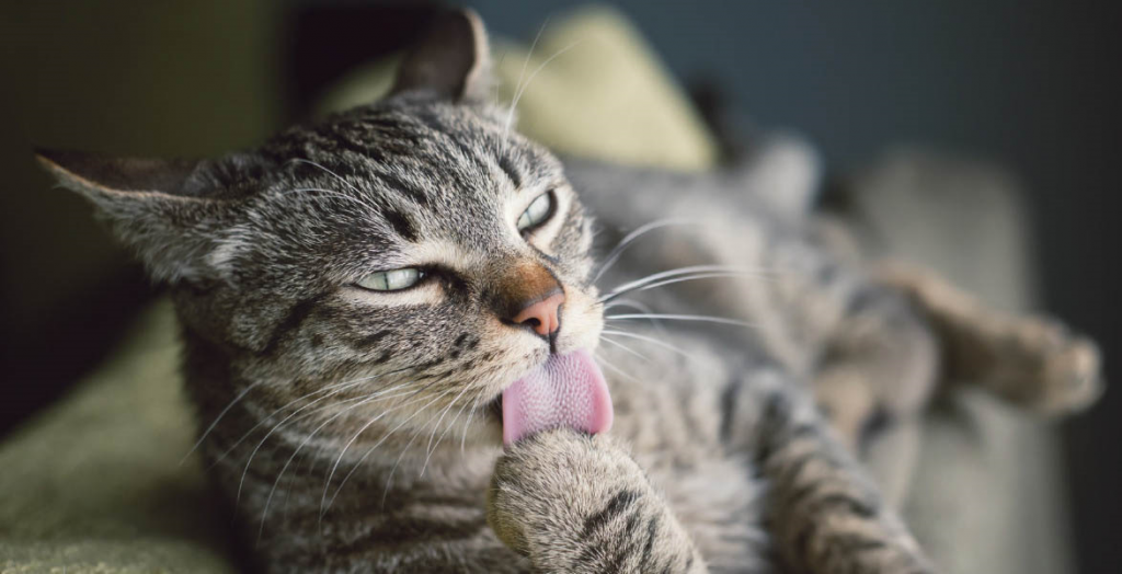 lingua gatto relax