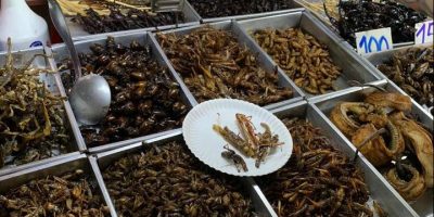 Ok dell’Ue alla vendita del primo insetto...