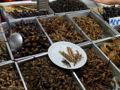 Ok dell’Ue alla vendita del primo insetto da mangiare: la tarma della farina