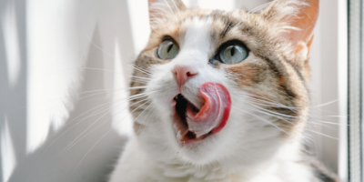 La lingua del gatto, funzionalità e curiosità