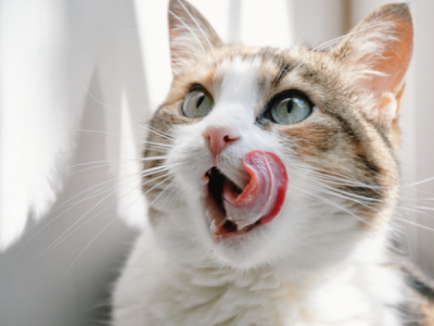 La lingua del gatto, funzionalità e curiosità