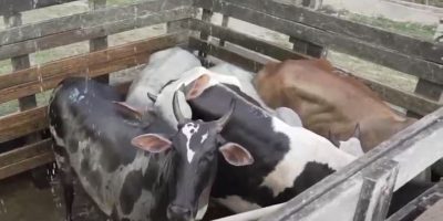 Video shock in Brasile: mucche gravide uccise i...