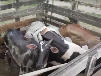 Video shock in Brasile: mucche gravide uccise in un macello