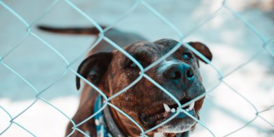 Milano, dopo una rapina aizza un pitbull contro...