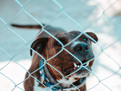 Milano, dopo una rapina aizza un pitbull contro i carabinieri