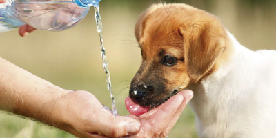 Gli animali domestici ed il caldo estivo: alcun...