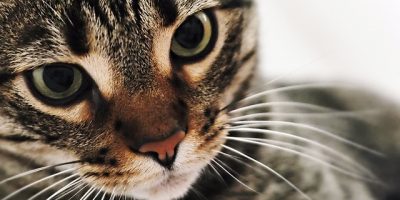 Le vibrisse del gatto, la funzione dei suoi baffi