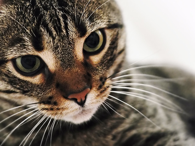 Come Si Chiamano I Baffi Del Gatto