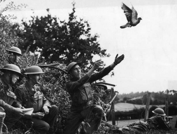 piccione viaggiatore