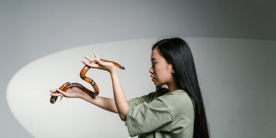 Il serpente come animale domestico, cosa c’è da...