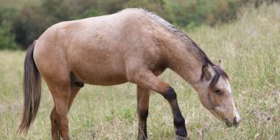 La storia di Grifo, cavallo cieco simbolo di sp...