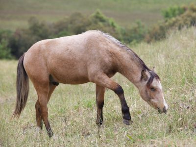 La storia di Grifo, cavallo cieco simbolo di speranza