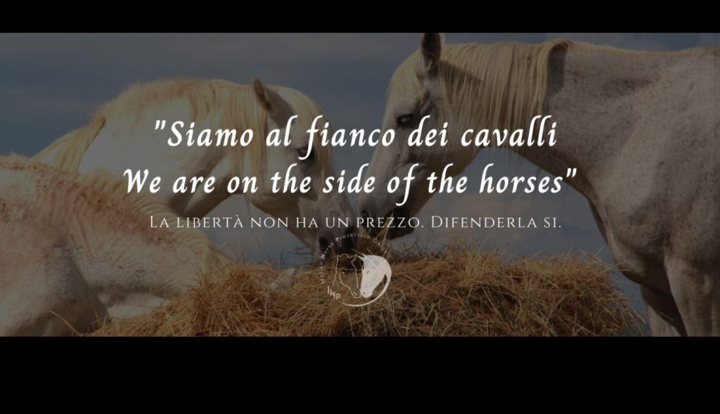 cavallo