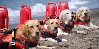 La sicurezza sulle spiagge italiane grazie alle...