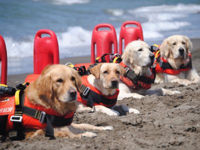 La sicurezza sulle spiagge italiane grazie alle unità cinofile
