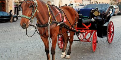 Il presidente di Italian Horse Protection scriv...