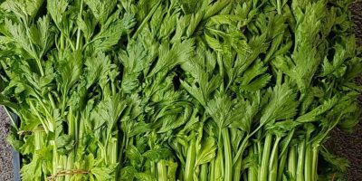 Il sedano di Gesualdo è un nuovo Presidio Slow ...