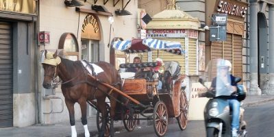 Palermo, carrozzelle cavalli, IHP: “Esito tavol...