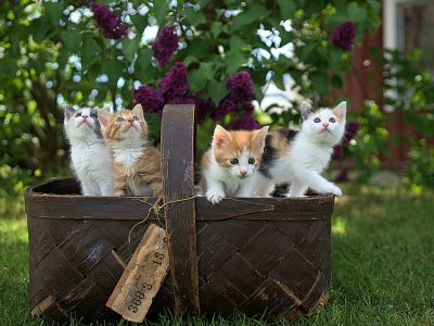 Malattie del gatto: leucemia felina, cosa c’è da sapere