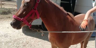 Il centro IHP chiede aiuto per curare Gin Tonic