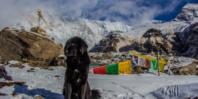 Una vacanza in montagna col cane: ottima scelta!