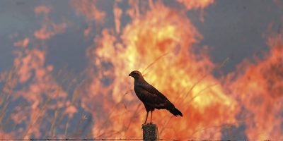 Incendi, strage di animali in Italia: il nostro...