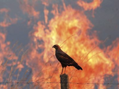 Incendi, strage di animali in Italia: il nostro Sud distrutto dal fuoco