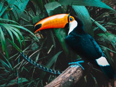 Animali esotici: quali sono quelli permessi in Italia?