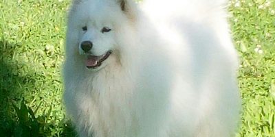 Adel non c’è più e la sua famiglia vuole ...