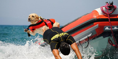 Cani da salvataggio: le razze più adatte e tutt...