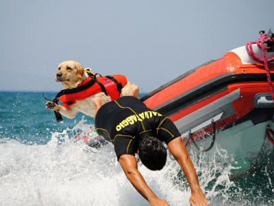 Cani da salvataggio: le razze più adatte e tutte le fasi dell’addestramento