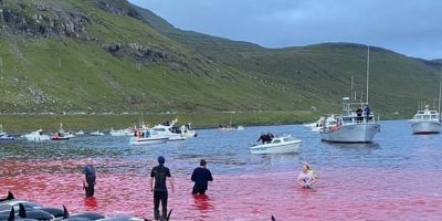 Orrore alle isole Faroe: uccisi almeno 1500 del...