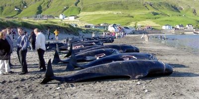 Mattanza di delfini alle Far Oer: l’edito...