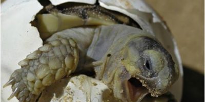 Miracolo a Jesolo: nate 9  tartarughe Caretta