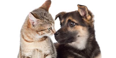 Unghie del cane e del gatto, quando e come tagl...