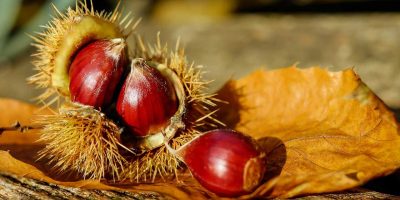 Castagne: il frutto simbolo dell’autunno