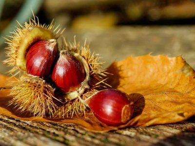 Castagne: il frutto simbolo dell’autunno