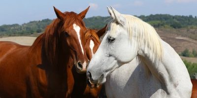 Intesa Sanpaolo sostiene Italian Horse Protection