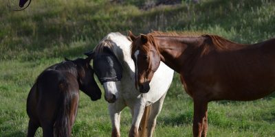 Fieracavalli 2021, doppio weekend di passione