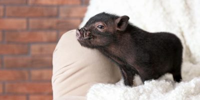 Il maiale nano come animale da compagnia, cosa ...