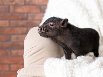 Il maiale nano come animale da compagnia, cosa c’è da sapere