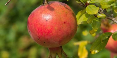 Melograno, il superfood dell’autunno