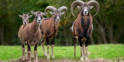 No all’abbattimento dei mufloni all’...