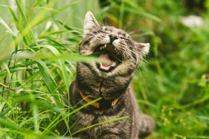 Il gatto: quando mangiare l’erba è un problema o una soluzione