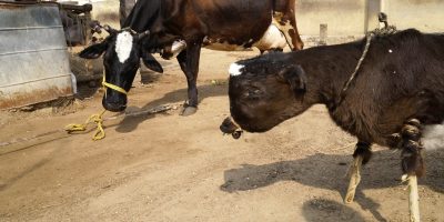 Animal Equity rivela l’orrore degli allev...