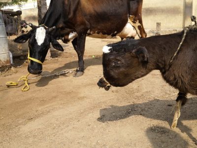 Animal Equity rivela l’orrore degli allevamenti e dei wet market in India