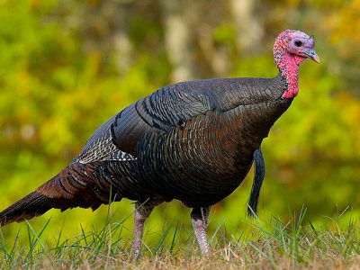Aviaria, pericolosi focolai negli allevamenti di tacchini del veronese