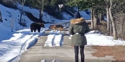 Abruzzo, diventa virale il video dell’orso che gioca col cane