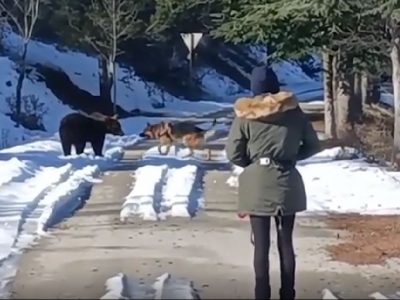 Abruzzo, diventa virale il video dell’orso che gioca col cane