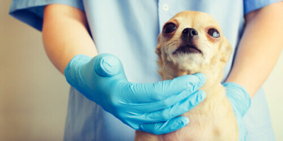 Lo starnuto inverso nel cane: che cos’è e quali...